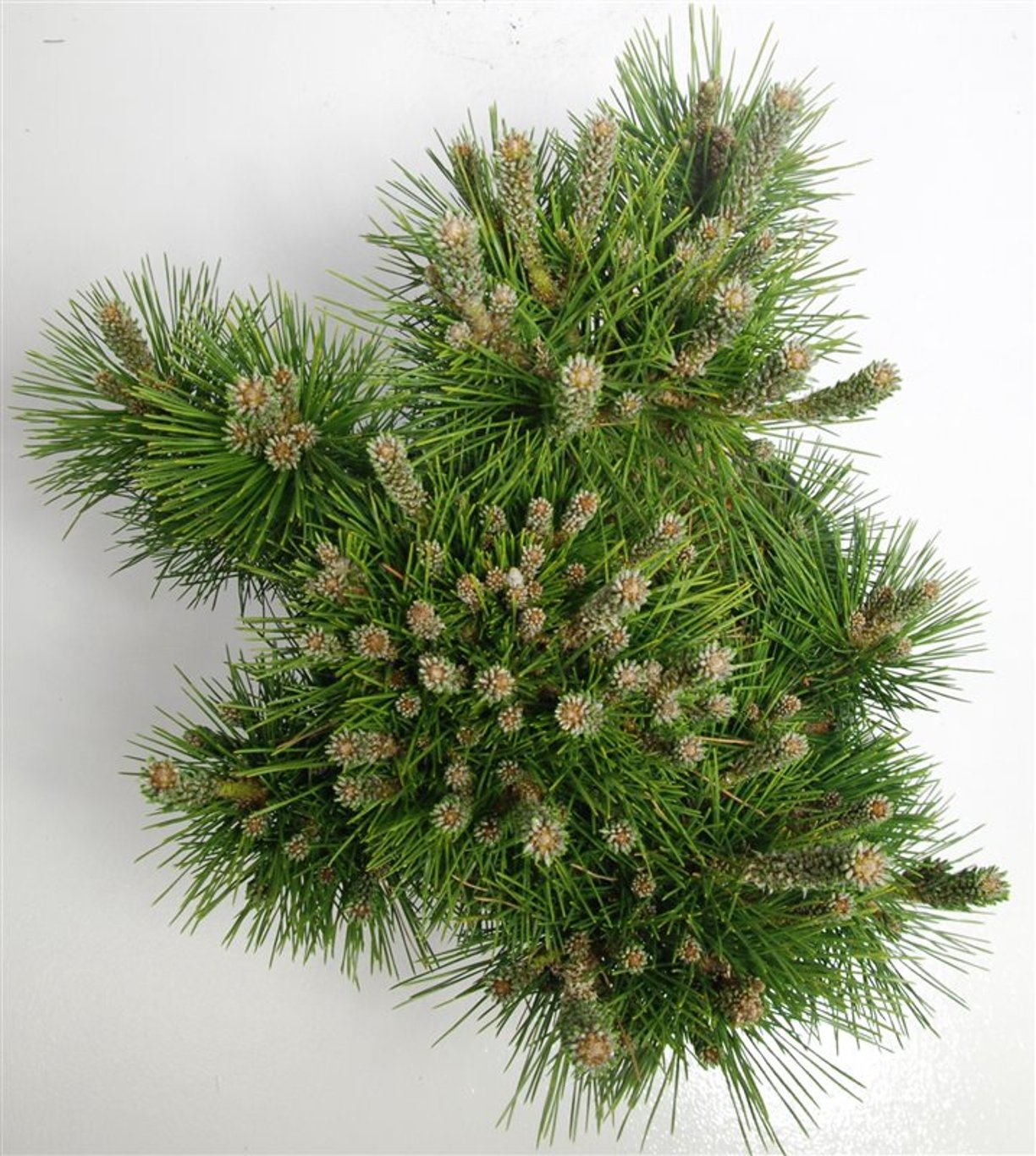 Pinus thunbergii 'Sayonara' - C12 40-50 CM